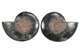 Cut & Polished Ammonite Fossil - Unusual Black Color #250518-1